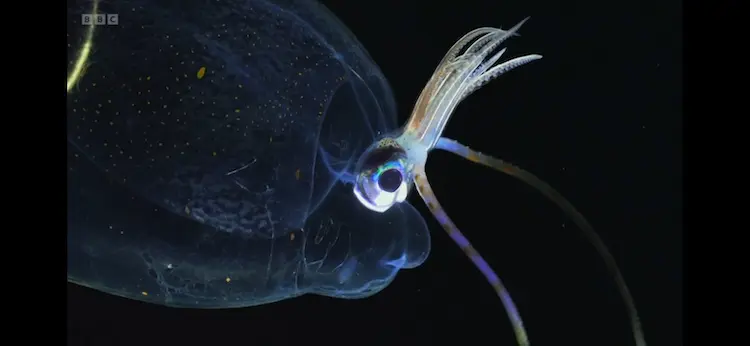 Glass squid sp. () as shown in Planet Earth III - Ocean